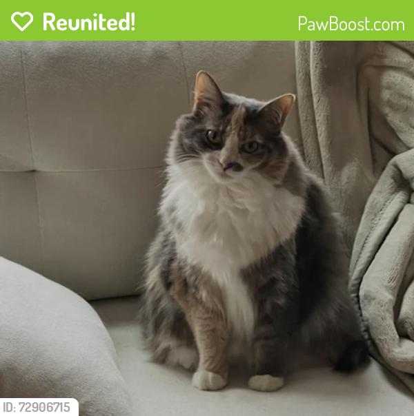 Reunited Female Cat last seen Winged ft rd, Pinehurst , Pinehurst, NC 28374