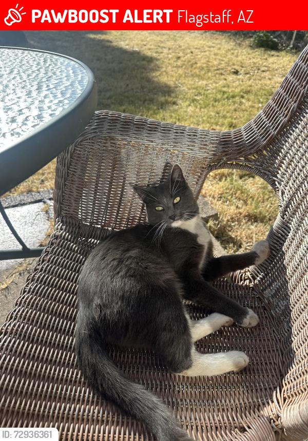 Lost Male Cat last seen Leisure Lane , Flagstaff, AZ 86004