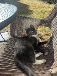 Lost Male Cat last seen Leisure Lane , Flagstaff, AZ 86004