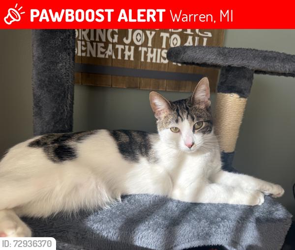 Lost Female Cat last seen Martin & Hoover, Warren, MI 48088