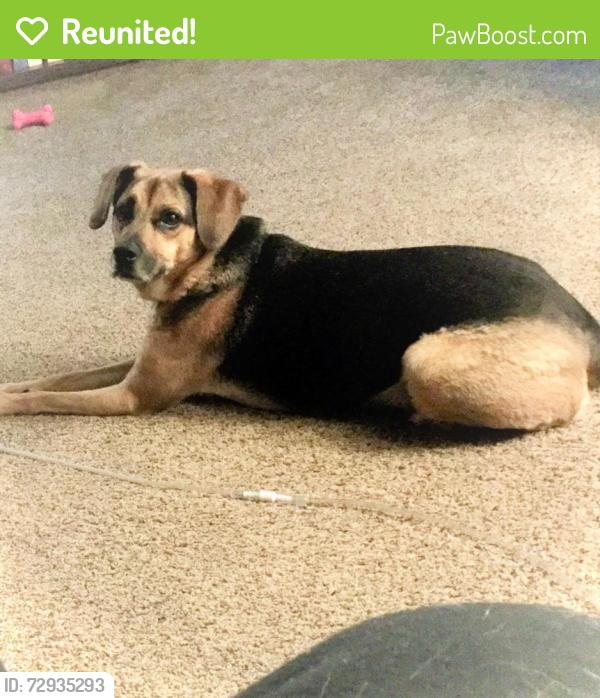 Reunited Male Dog last seen kaladar dr., London, ON N5V