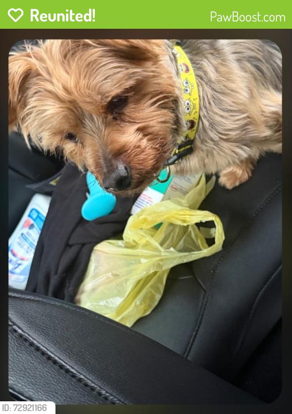 Reunited Male Dog last seen Northampton , Cleveland Heights, OH 44121