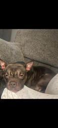 Lost Male Dog last seen Near Subdivision , Sampson County, NC 28318