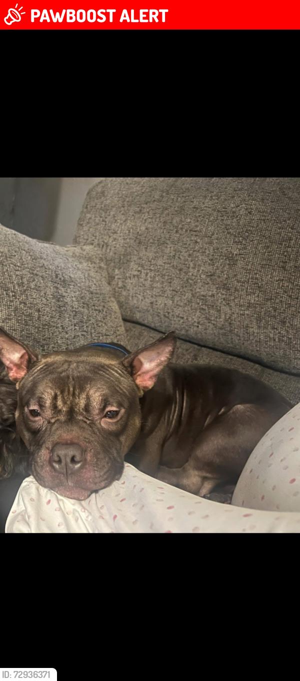 Lost Male Dog last seen Near Subdivision , Sampson County, NC 28318