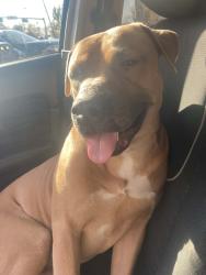 Reunited Male Dog last seen Bexar and hooper st , Dallas, TX 75215