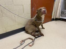 Shelter Stray Female Dog last seen Near BLOCK N 46TH ST, Milwaukee, WI 53215