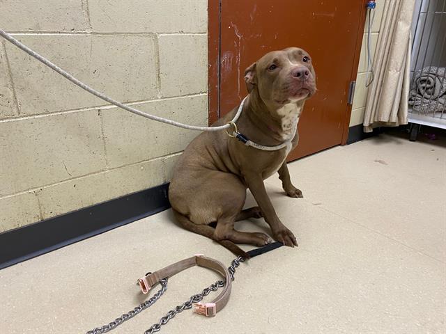 Shelter Stray Female Dog last seen Near BLOCK N 46TH ST, Milwaukee, WI 53215