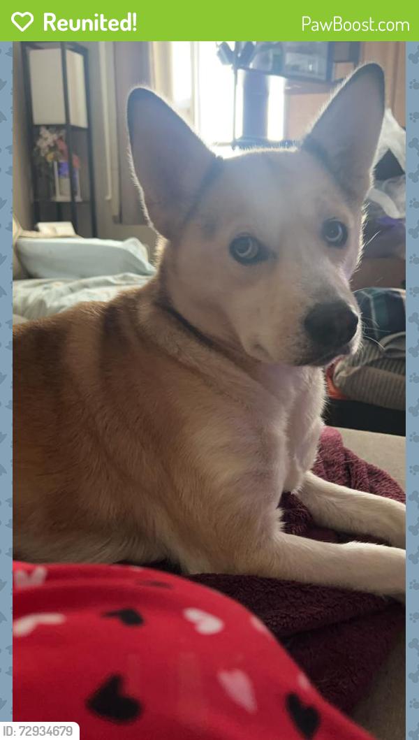 Reunited Female Dog last seen M & M Truck Repair, North Sewickley Township, PA 15010