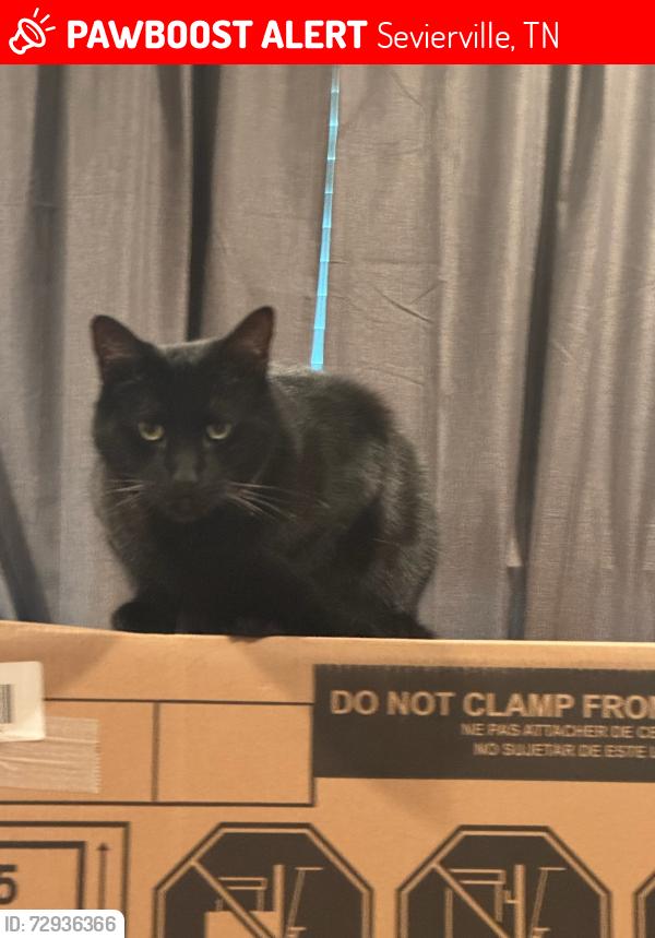 Lost Male Cat last seen Sharp Road near Nuns Chapel , Sevierville, TN 37876
