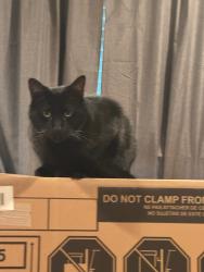 Lost Male Cat last seen Sharp Road near Nuns Chapel , Sevierville, TN 37876