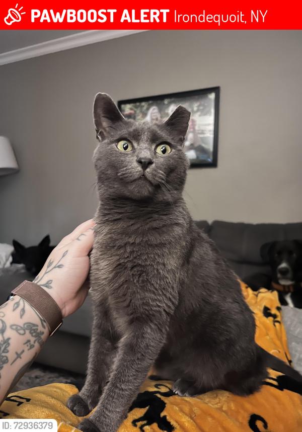 Lost Female Cat last seen Culver Road , Irondequoit, NY 14622