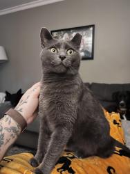 Lost Female Cat last seen Culver Road , Irondequoit, NY 14622