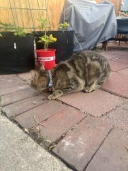 Found/Stray Male Cat last seen 33rd Avenue and Meade Street, Denver, Colorado, 80211, Denver, CO 80211
