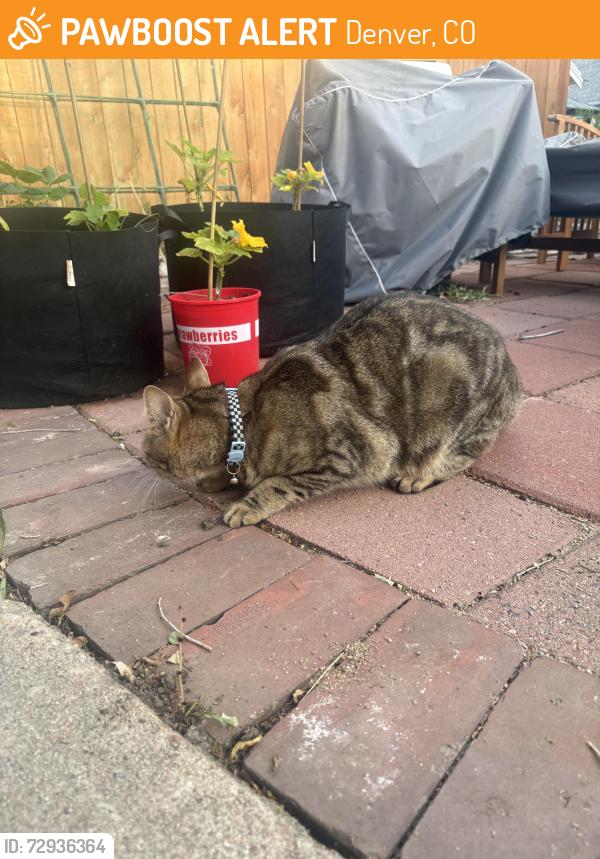 Found/Stray Male Cat last seen 33rd Avenue and Meade Street, Denver, Colorado, 80211, Denver, CO 80211