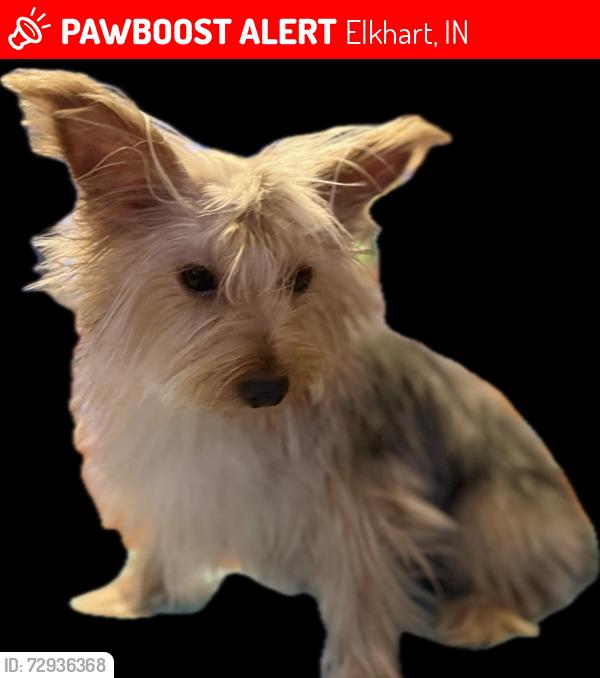 Lost Female Dog last seen Noble St, Morton Ave, Morehouse Ave, Elkhart, IN 46516