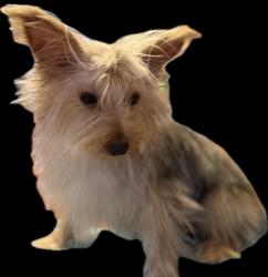 Lost Female Dog last seen Noble St, Morton Ave, Morehouse Ave, Elkhart, IN 46516