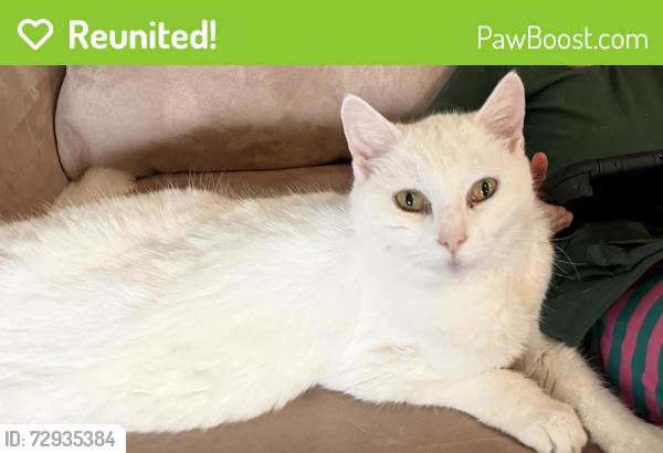 Reunited Female Cat last seen Sunset Hills near Our Lady of Grace Catholic Church on Market , Greensboro, NC 27403