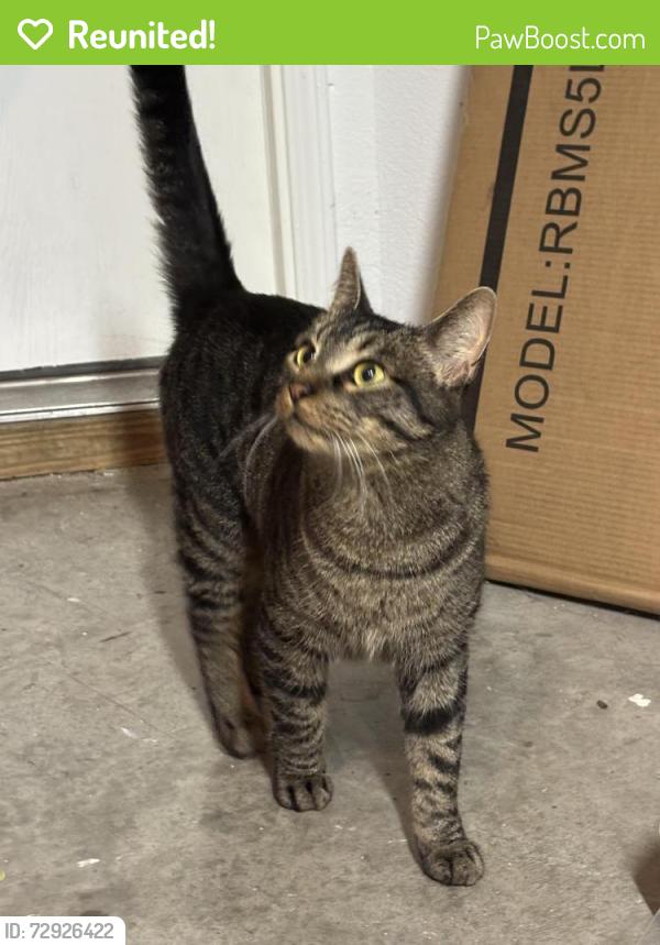 Reunited Unknown Cat last seen Prairie Dawn Dr and E Harmon Rd., Fort Worth, TX 76131