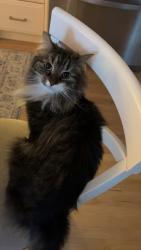 Reunited Male Cat last seen Westfield Drive, Manlius, NY, Manlius, NY 13104