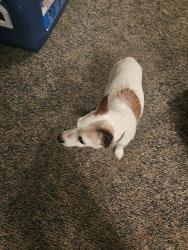 Lost Male Dog last seen River road, Waterville, OH 43566