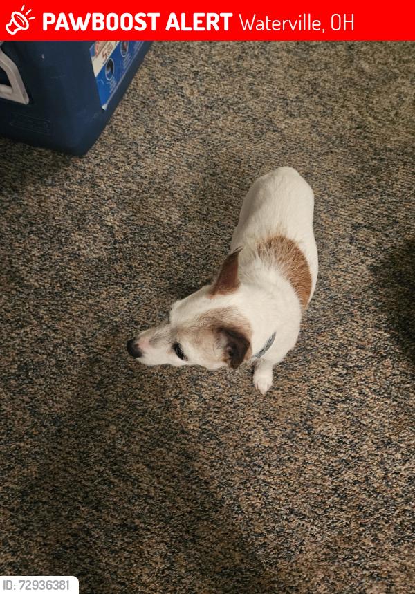 Lost Male Dog last seen River road, Waterville, OH 43566