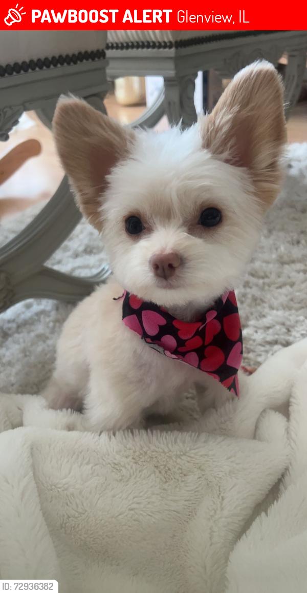Lost Male Dog last seen Central and warren, Glenview, IL 60025