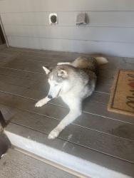 Found/Stray Unknown Dog last seen Inside Lakebridge apmts , Houston, TX 77090