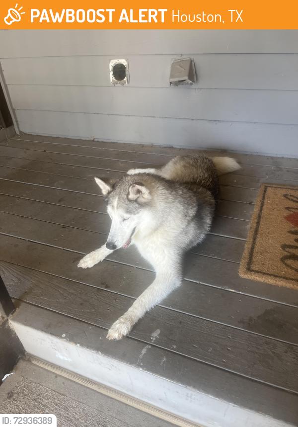 Found/Stray Unknown Dog last seen Inside Lakebridge apmts , Houston, TX 77090