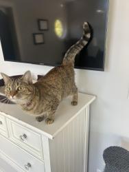 Reunited Female Cat last seen Harkless & PicWic, Syracuse, IN 46567