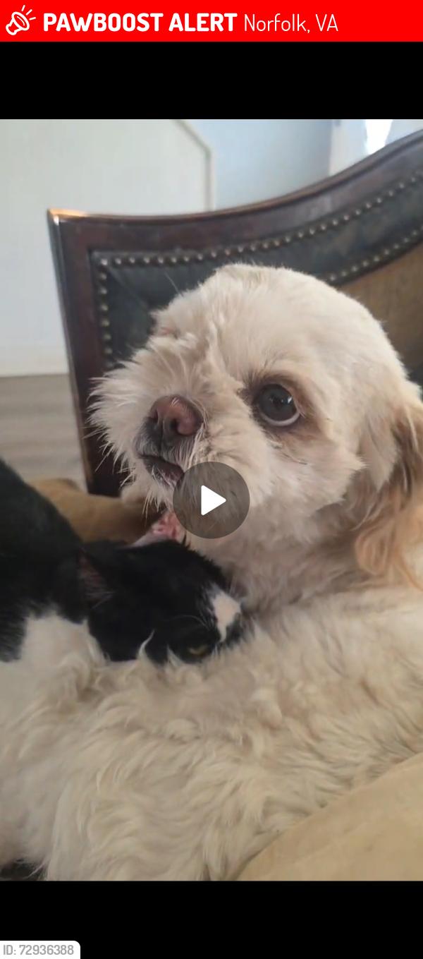 Lost Female Dog last seen Ball Ave and trinity ave, Norfolk, VA 23518