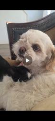 Lost Female Dog last seen Ball Ave and trinity ave, Norfolk, VA 23518