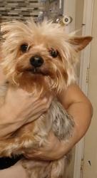 Lost Male Dog last seen Soto st and Chelsea st, Los Angeles, CA 90033