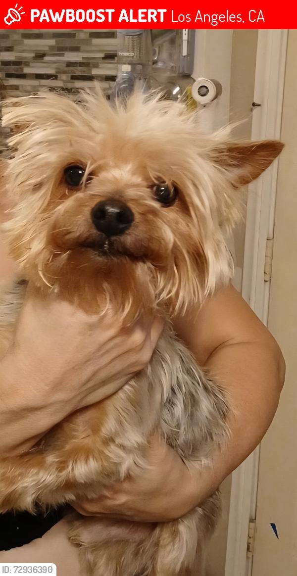 Lost Male Dog last seen Soto st and Chelsea st, Los Angeles, CA 90033