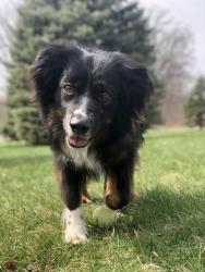 Reunited Male Dog last seen Fowlerville Rd and Lovejoy, Fowlerville, MI 48836