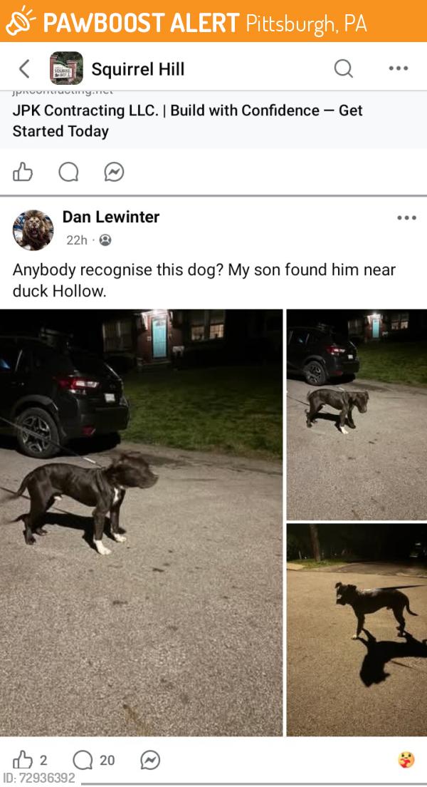 Found/Stray Unknown Dog last seen Currently at Humane Animal Rescue, Pittsburgh, PA 15217