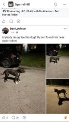 Found/Stray Unknown Dog last seen Currently at Humane Animal Rescue, Pittsburgh, PA 15217