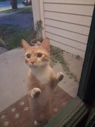 Found/Stray Unknown Cat last seen Near State St and East rook creek, Fort Wayne, IN 46805