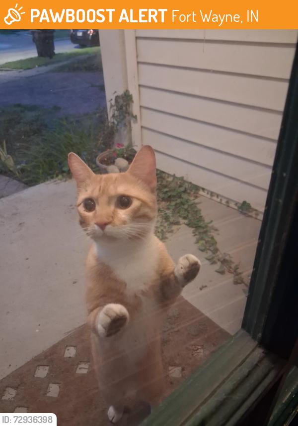Found/Stray Unknown Cat last seen Near State St and East rook creek, Fort Wayne, IN 46805