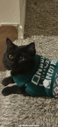 Reunited Female Cat last seen Derry Dr by the children’s light hse, Frisco, TX 75035