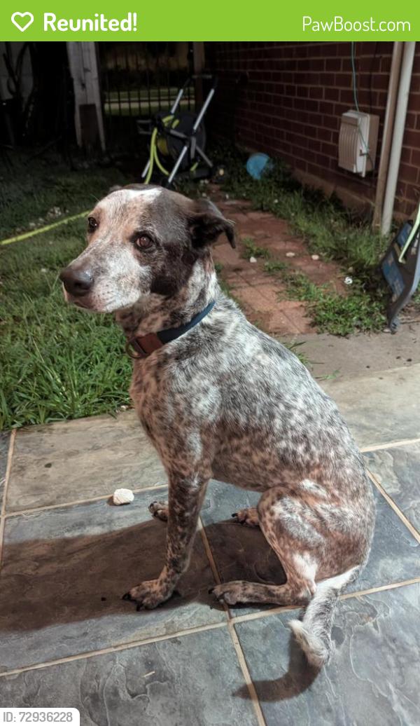 Reunited Female Dog last seen Near tennis court on Richards Rd , Spring, TX 77386