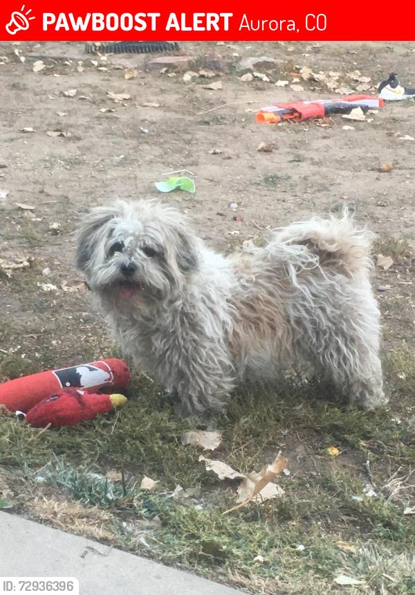 Lost Male Dog last seen Eagle Ct and Warren Ave, Aurora, CO 80014
