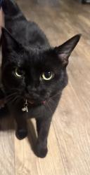 Reunited Female Cat last seen apmt, Rancho Cordova, CA 95670