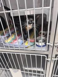Shelter Stray Male Cat last seen Gastonia, NC 28052, Gastonia, NC 28052
