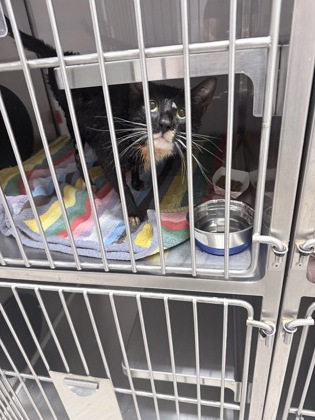 Shelter Stray Male Cat last seen Gastonia, NC 28052, Gastonia, NC 28052