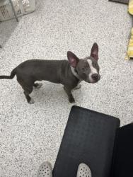 Shelter Stray Male Dog last seen Atlanta, GA 30314, Atlanta, GA 30336