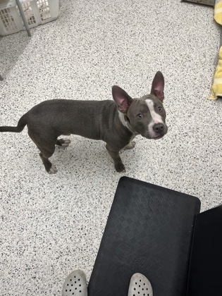 Shelter Stray Male Dog last seen Atlanta, GA 30314, Atlanta, GA 30336