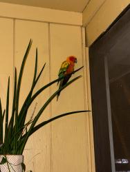 Found/Stray Unknown Bird last seen Armenia and Linebaugh, Tampa, FL 33612