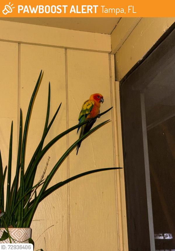 Found/Stray Unknown Bird last seen Armenia and Linebaugh, Tampa, FL 33612