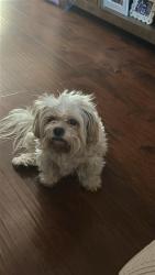 Reunited Female Dog last seen 1222fairdale st, Irving, TX 75062