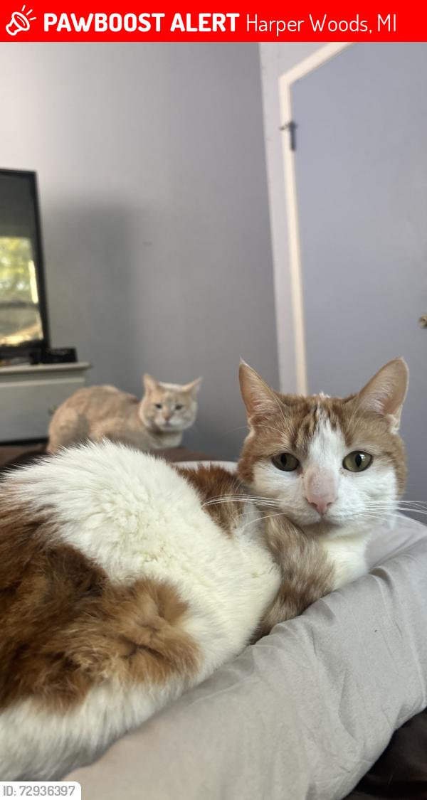 Lost Male Cat last seen W. Harper S. Vernier corner of Lochmoor & Duprey, Harper Woods, MI 48225